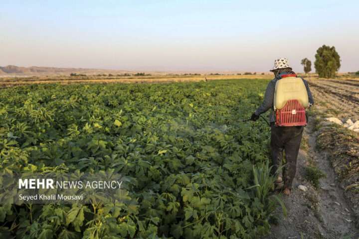 رئیس جمهور تکلیف طرح ۵۵۰ هزار هکتاری را مشخص کند؛ لزوم برخورد با ترک فعل ها